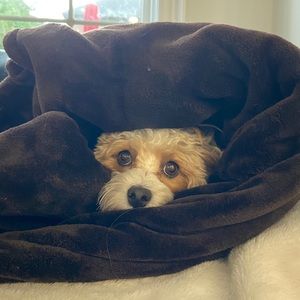 Meet your Posher, Sam